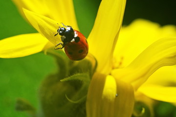 Small red ladybug runs ladybug runs up the petal of blooming yellow sunflower on green grass background. Close up. Selective focus