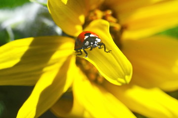 Small red ladybug crawling up on the petal of blooming yellow sunflower. Close up. Selective focus. Top front view