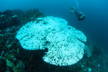 Warm sea temperatures have caused coral bleaching on a reef in Indonesia. Bleaching occurs when corals lose their symbiotic dinoflagellates, most often due to heat-related stress.