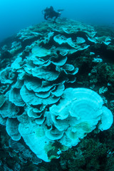 Warm sea temperatures have caused coral bleaching on a reef in Indonesia. Bleaching occurs when corals lose their symbiotic dinoflagellates, most often due to heat-related stress.
