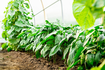 Bulgarian sweet pepper seedlings growing in the greenhouse. The concept of growing healthy food and organic products
