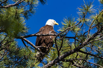 Bald Eagle on branch