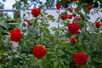 large buds of red roses and green leaves