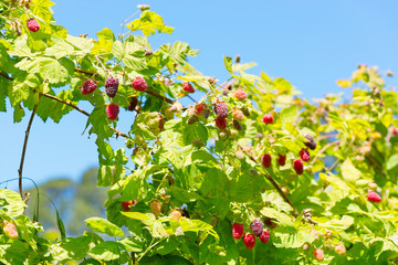 Loganberries on a branch