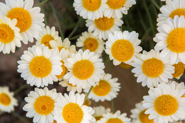 blooming daisies on background of green grass