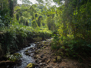 Creek in the Jungle