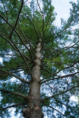 Fototapeta premium Low angle view of coniferous tree in the Northwoods forest