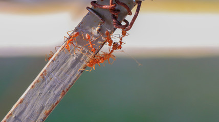Behavior of ants.Worker ants are there working.