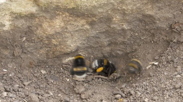 bumblebees nest site under ground  Buff-tailed  (Bombus terrestris)