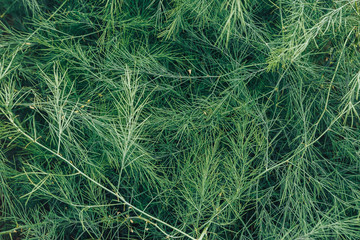 Green leaves pattern background, Natural background and wallpaper