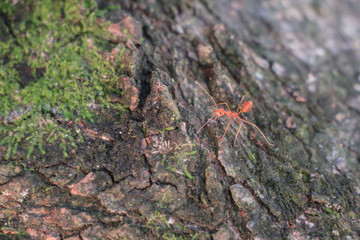 Behavior of ant.Worker ant are there walking in nature background.