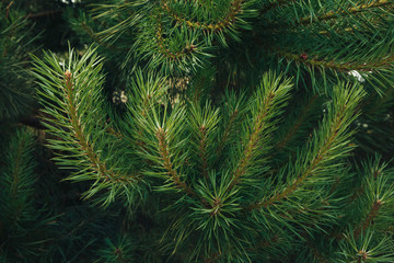 green branches of a coniferous tree, a natural background
