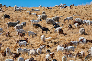 Goats chew through flammable grass on hill to prevent brush fire and keep wildfire risk down....