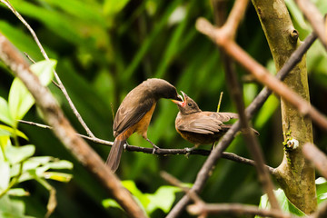 Birds