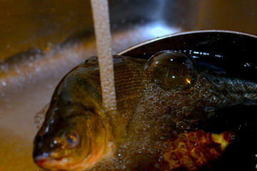 fish in sink