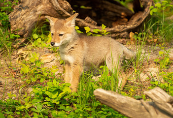 Coyote Pups