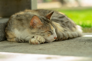 Sleeping cat / gato durmiendo