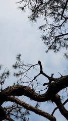Curving think pine branches and pine leaves, against a cloudy sky, Viewing upward from the lower ground.