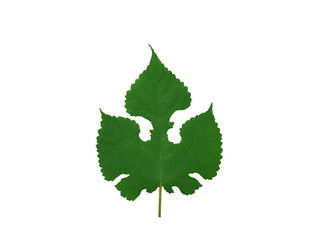 unique leaf shape, broussonetia papyrifera leaf  isolated on white background