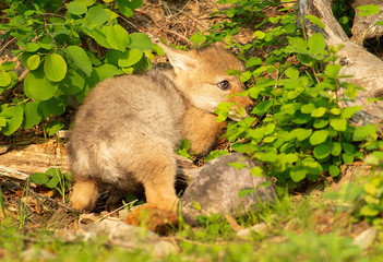 Coyote Pups