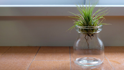 A green air plant placed on the mouth of a glass jar, on a dusty floor near to the window.