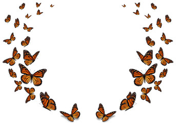 Fototapeta na wymiar Beautiful monarch butterfly isolated on white background.