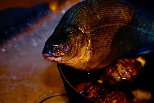 Fish In Pot