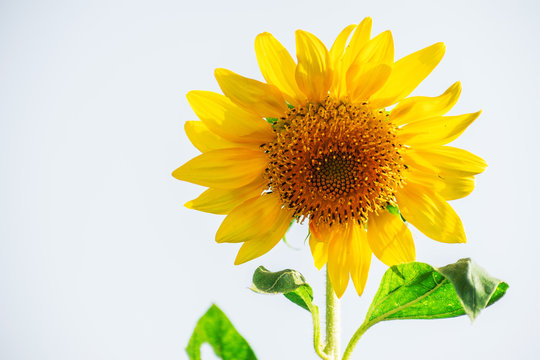 sunflower red yellow green white background with space