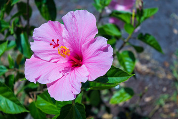 Pink flower in the sunshine