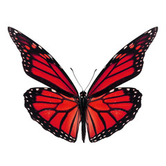 Obraz na płótnie Canvas Beautiful monarch butterfly