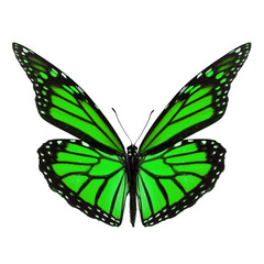 Beautiful monarch butterfly