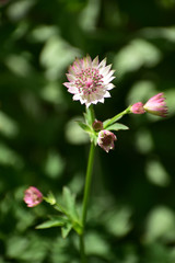 庭のアストランティアマヨール