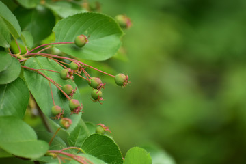 ジューンベリーの青い実