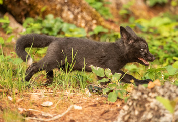 Silver fox and kit