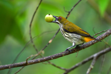 Yellow-vented Flowerpecker Bird