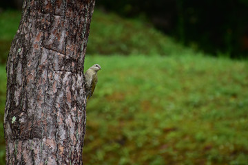 あどけない表情のヤマゲラの幼鳥
