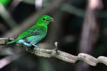 Green Broadbill Bird