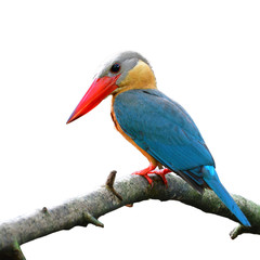 Stork-billed Kingfisher Bird