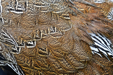 Wing Pheasant feathers