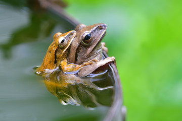 tree frog mating from Thailand