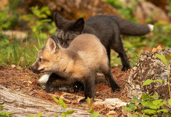 Cross fox and kits (Silver & Cross)