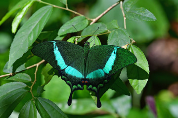 The Banded Peacock butterfly