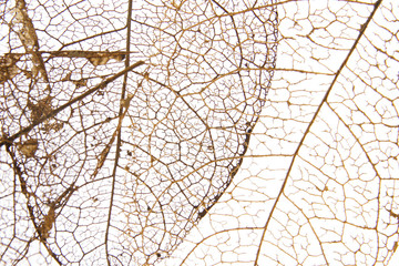dry leaves with vein on a white background