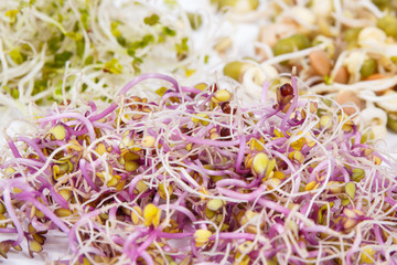Nutritious different sprouts as source vitamins and minerals. Healthy nutrition. White background
