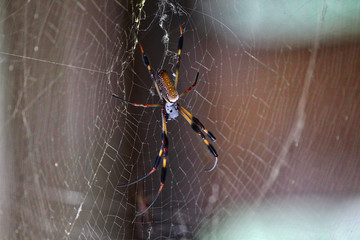 black yellow brown spider