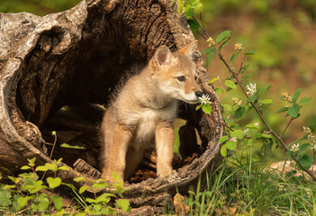 Coyote pup