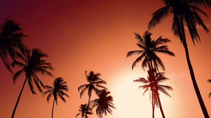 Fototapeta na wymiar Silhouettes of coconut trees against the background of a red sunset sky. Tropical beach landscape. Indian sunset. Hot evening on the seashore. Orange sun in the red sky.