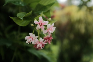 Bunch of pink flowers