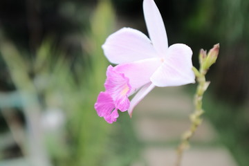 Fototapeta na wymiar White and pink flower