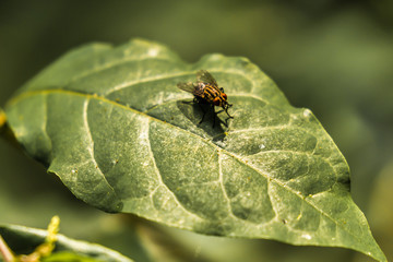 fly
